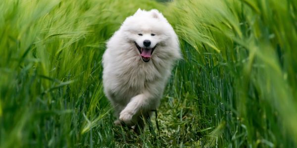 What to know about Samoyed