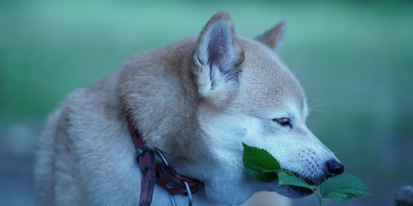 Shiba Inu Puppies: Everything You Need to Know