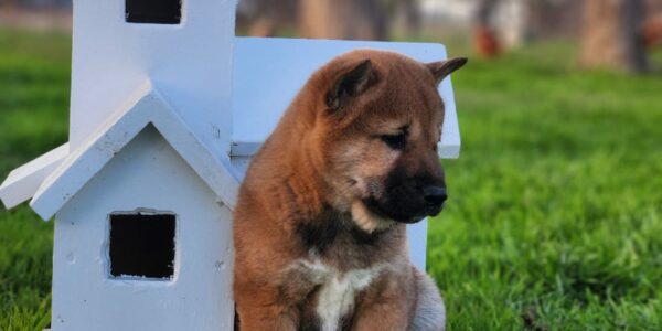 Purebred Shiba Inu Puppies for Sale: AKC Registered, Vaccinated, and Ready for a Loving Home – December 10 Arrival!
